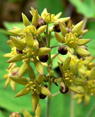 Caulophyllum thalictroides, Common Blue Cohosh, Papooseroot, Green Vivian