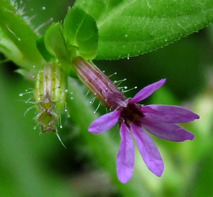 image of Cuphea viscosissima, Clammy Cuphea, Blue Waxweed