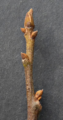 image of Carya aquatica, Water Hickory, Bitter Pecan