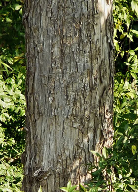 image of Carya aquatica, Water Hickory, Bitter Pecan