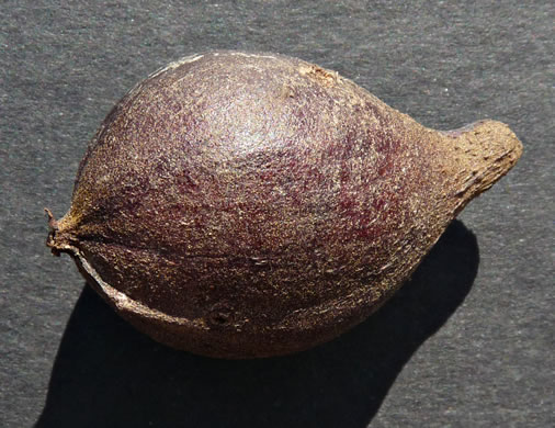 image of Carya glabra, Pignut Hickory