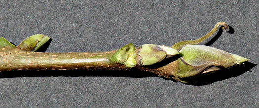 image of Carya laciniosa, Big Shellbark Hickory, Kingnut Hickory