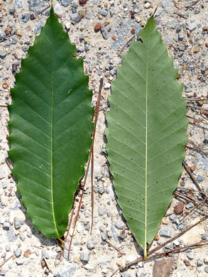 image of Castanea dentata, American Chestnut