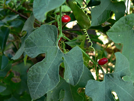 image of Cayaponia quinqueloba, Five-lobed Cucumber, Melon-leaf Cucumber