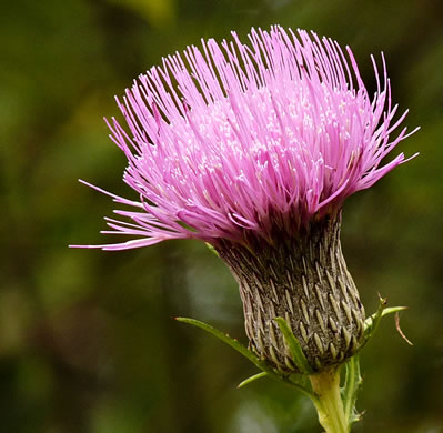 image of Cirsium muticum, Swamp Thistle