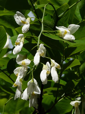 image of Cladrastis kentukea, Kentucky Yellowwood, Gopherwood