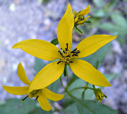 image of Coreopsis latifolia, Broadleaf Coreopsis, Broadleaf Tickseed