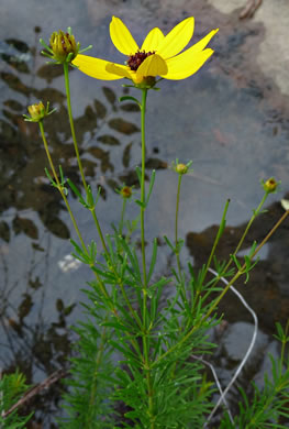 image of Coreopsis pulchra, Lookout Mountain Coreopsis