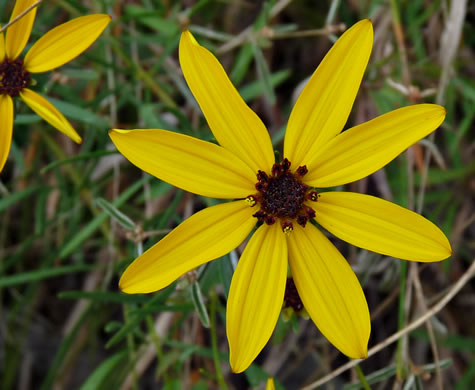 image of Coreopsis pulchra, Lookout Mountain Coreopsis