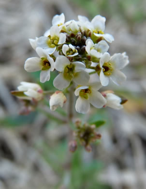 image of Abdra brachycarpa, Shortpod Draba, Short-fruited Draba