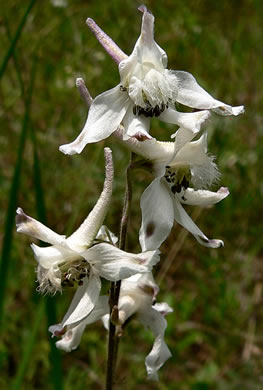 image of Delphinium carolinianum ssp. calciphilum, Glade Larkspur, Limestone Larkspur, Tennessee Larkspur