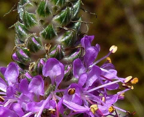 image of Dalea gattingeri, Gattinger's Prairie-clover, Purple-tassels