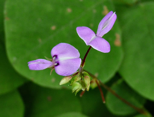 image of Desmodium rotundifolium, Roundleaf Tick-trefoil, Dollarleaf, Prostrate Tick-trefoil, Sessileleaf Tick-trefoil