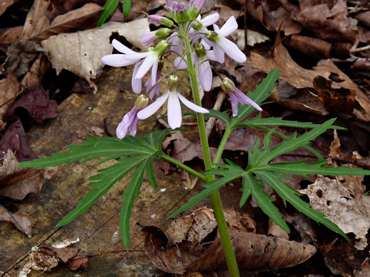 image of Cardamine concatenata, Cutleaf Toothwort