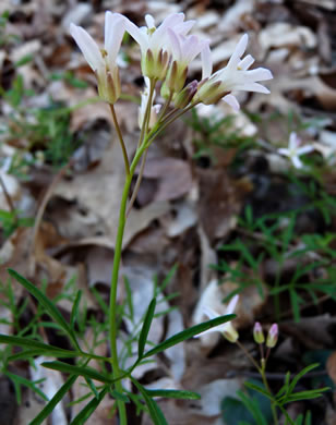 image of Cardamine dissecta, Dissected Toothwort, Fineleaf Toothwort, Forkleaf Toothwort