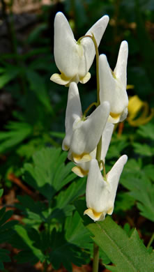 image of Dicentra cucullaria, Dutchman's Britches