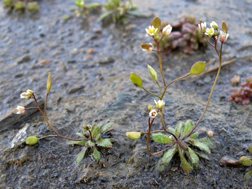 image of Draba verna, Whitlow-grass, Spring Draba