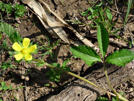 image of Potentilla indica, Indian Strawberry, Mock Strawberry