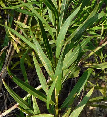 image of Euthamia leptocephala, Narrowhead Goldentop, Mississippi Valley Flat-topped Goldenrod