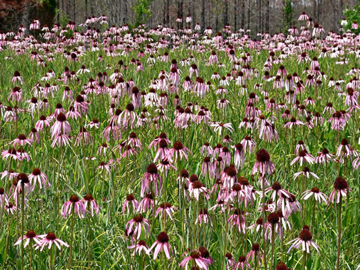 image of Echinacea simulata, Prairie Purple Coneflower, Wavyleaf Purple Coneflower, Glade Coneflower