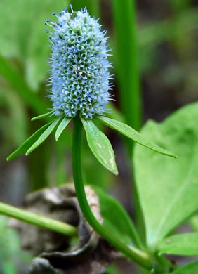 image of Eryngium prostratum, Spreading Eryngo, Creeping Eryngo