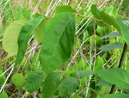 image of Fraxinus americana, White Ash, American Ash