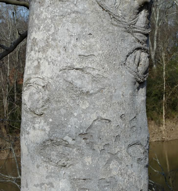 image of Fagus grandifolia +, American Beech