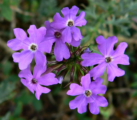 image of Glandularia aristigera, Moss Vervain, South American Vervain, Moss Verbena