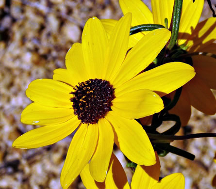 image of Helianthus angustifolius, Narrowleaf Sunflower, Swamp Sunflower