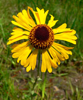 image of Helenium brevifolium, Littleleaf Sneezeweed, Shortleaf Sneezeweed