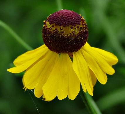 image of Helenium flexuosum, Purplehead Sneezeweed, Southern Sneezeweed