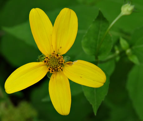 image of Heliopsis helianthoides var. helianthoides, False Sunflower, Eastern Oxeye, Eastern Sunflower-everlasting, Smooth Oxeye