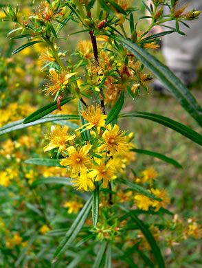 image of Hypericum interior, Interior Bushy St. Johnswort