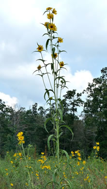 image of Helianthus maximilianii, Maximilian Sunflower