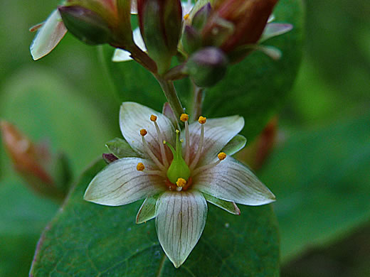 image of Triadenum virginicum, Virginia Marsh St. Johnswort, Common Marsh St. Johnswort