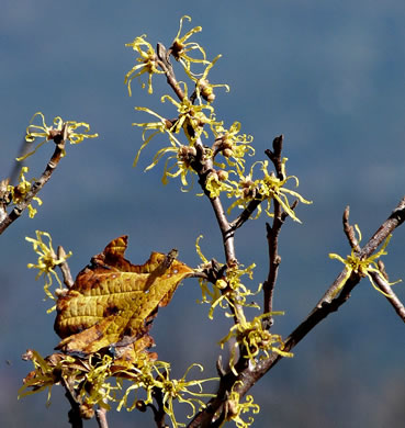 image of Hamamelis virginiana var. virginiana, Northern Witch-hazel