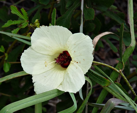 image of Hibiscus aculeatus, Savanna Hibiscus, Comfort-root, Pineland Hibiscus