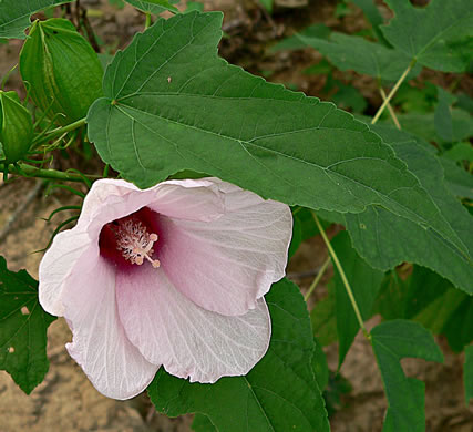 image of Hibiscus laevis, Halberdleaf Rosemallow, Rose Hibiscus, Smooth Rosemallow, Showy Hibiscus