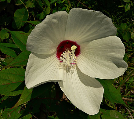 image of Hibiscus moscheutos, Swamp Rosemallow, Eastern Rosemallow, Wild Cotton