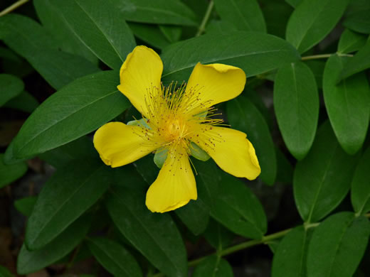 image of Hypericum calycinum, Aaron's Beard