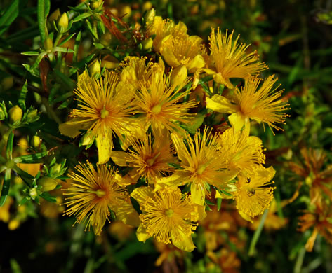 image of Hypericum interior, Interior Bushy St. Johnswort