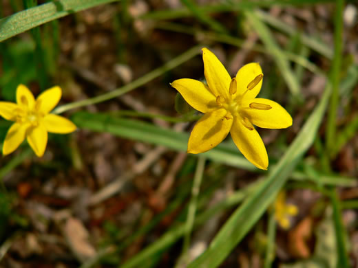 image of Hypoxis hirsuta, Yellow Stargrass, Hairy Yellow Stargrass, Common Stargrass, Upland Stargrass