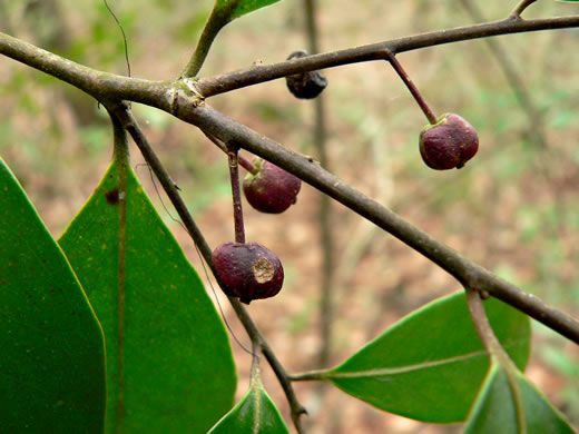 image of Ilex cassine, Dahoon, Cassena, Dahoon Holly