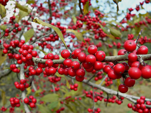 image of Ilex decidua, Possumhaw, Possumhaw Holly