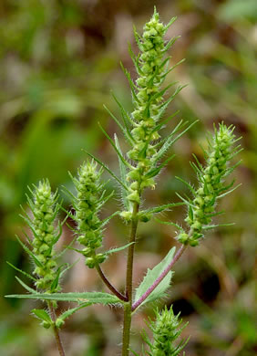 image of Iva annua, Sumpweed, Rough Marsh-elder, Annual Marsh-elder