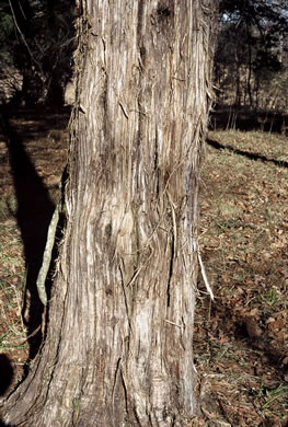 image of Juniperus virginiana, Eastern Red Cedar