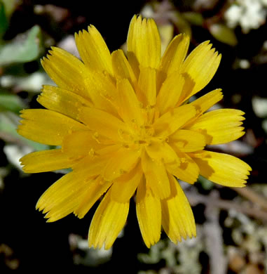 image of Krigia virginica, Virginia Dwarf-dandelion