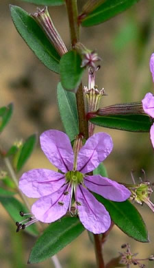 image of Lythrum alatum, Northern Winged Loosestrife