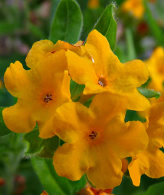 image of Lithospermum canescens, Hoary Puccoon, Indian-paint