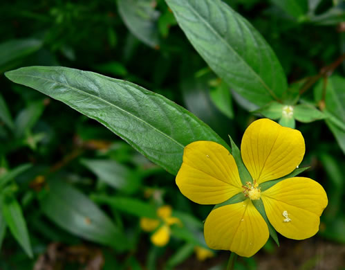 image of Ludwigia decurrens, Wingstem Water-primrose, Wingleaf Primrose-willow